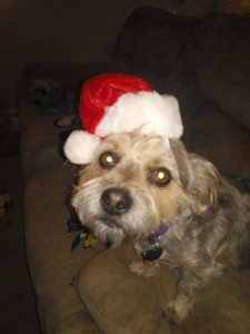 12395197_10153381451067903_216399980_n