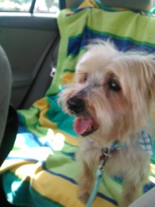 IMG_20150411_104157_758