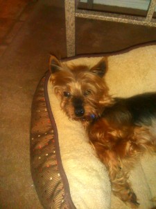 IMG_20150424_195507_713