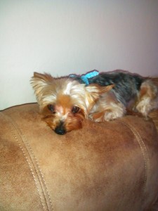 IMG_20150511_184724_606