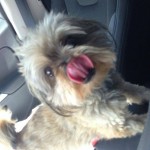 11537717_923247761031590_3277496910212560354_n