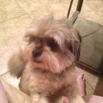 1511618_923247814364918_6971811762242092643_n