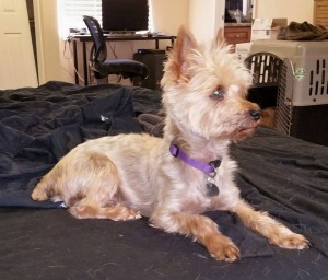 11719892_10205284670056622_530894332_n