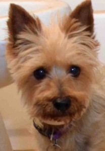 11720595_10205265455736276_2083104128_n