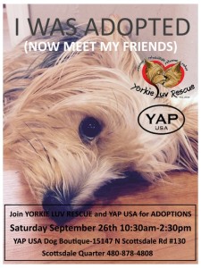Yorkie Adopt