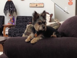 12105913_10205232214264933_2403267995594472334_n