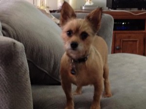 12105995_10205232213344910_3684041555287731980_n