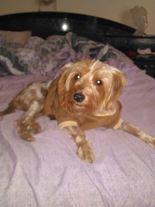 12182236_10153303865282903_1291721659_n