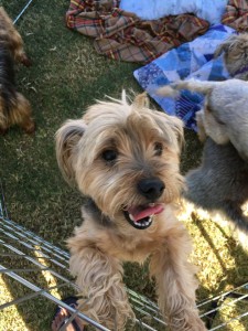 12189795_10206848782354176_7811692918409203646_n