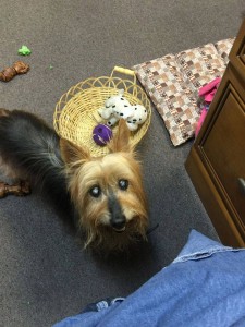 12208346_10153309241817903_3557578837687400688_n