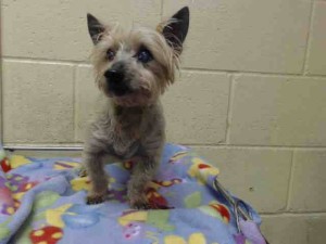 11800129_911197198960613_6015052631193562770_n