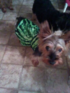 12166262_10153269747167903_36785164_n