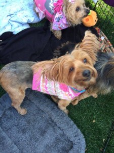 12714158_10205642390795474_1434073299_n