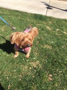 12746513_10205642388715422_2064491276_n