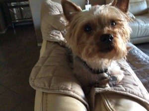 12767270_10153473077652106_1724308796_n