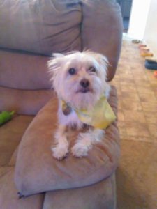 13149892_10153705076822903_1002800093_n