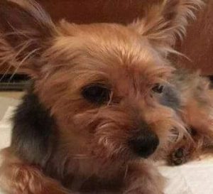 13988647_10153934823777903_880238713_n