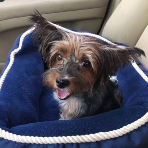 13989637_10153934824262903_191797704_n