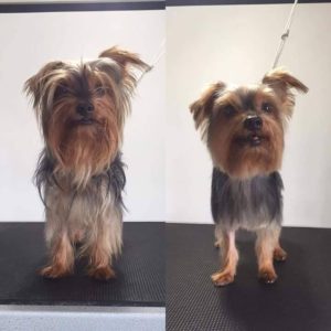 14011734_10153934823902903_541745470_n