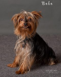 Bobo, _99829, NM yorkie, 10 years