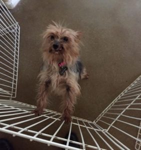 14182666_10210217965949196_1082110261_n