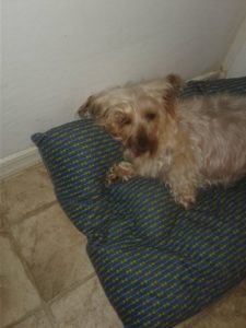 14212777_10153998142282903_8268439117023561728_n