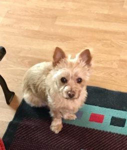 14800804_10210621744477053_1113681444_n