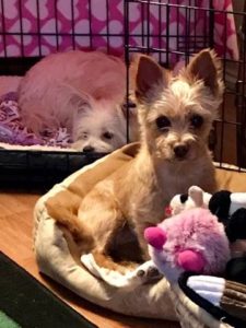 14801227_10210621737836887_1996649337_n