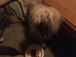 14725654_10154662197297431_3816896228800522684_n