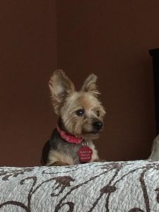 14955915_10208757331304823_256598948099672043_n