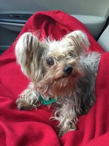 15423611_10154269334027903_924186265_n